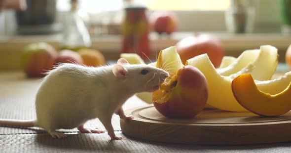 White Rat Eats Fresh Fruit alt