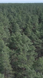 Vertical Video of Pine Forest Aerial View Slow Motion alt