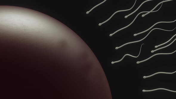 Spermatozoids Reaching For The Egg