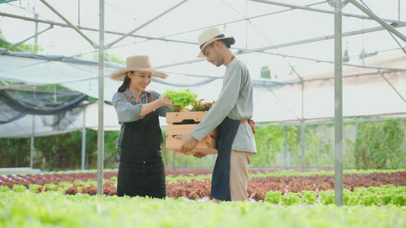Asian young handsone male farmer work in vegetables hydroponic farm. alt
