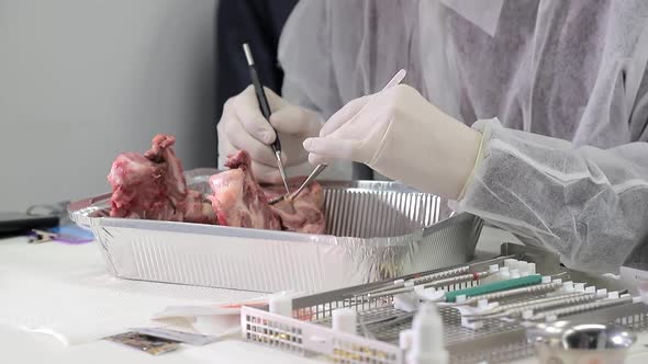 Trainee Dentist, Close-up Practicing Dental Treatment on a Mock-up of a Pig's Jaw. Close-up Makes an alt