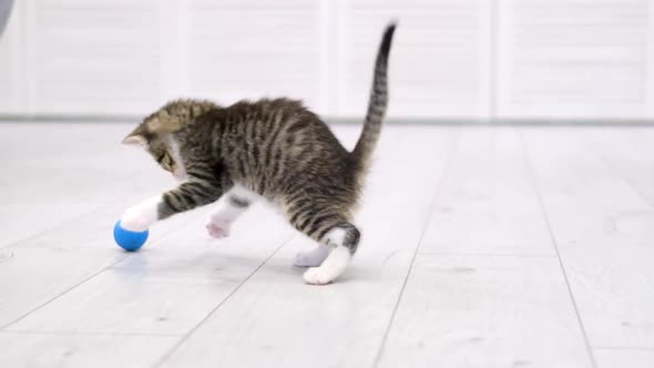 Striped Kitten Playing Blue Ball in Modern Scandinavian Interior Home ...