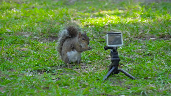 Action Camera Shoots a Squirrel That Eats Nuts