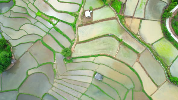 An aerial view over the beautiful rice terraces alt