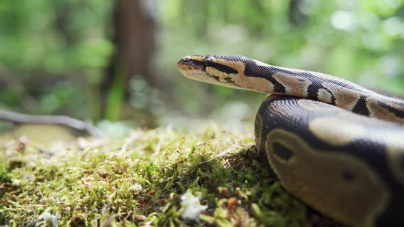 Boa Constrictor in Green Grass Closeup alt