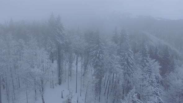 Aerial Drone Flying Through Fog Over Frozen Forest