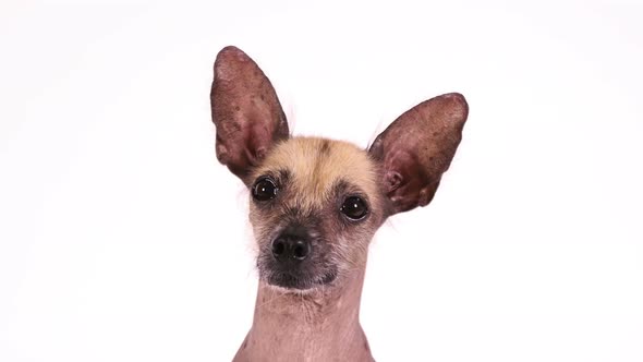 Portrait of a Purebred Xoloitzcuintli Dog