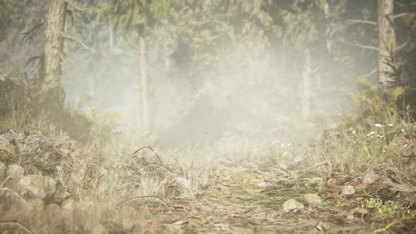 Pine and Spruce Tree Forest alt