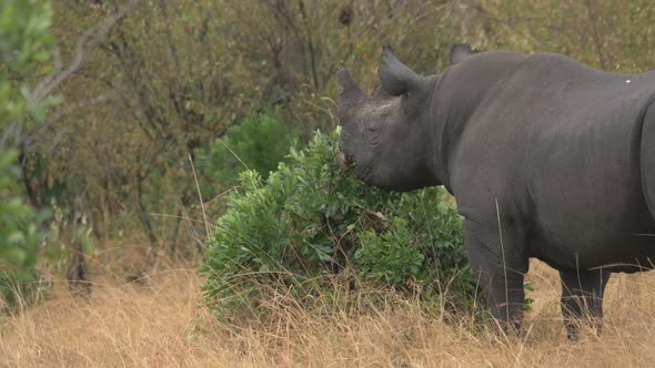 Rhinoceros eating leaves alt