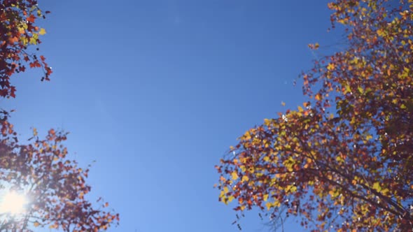 Low Angle View of Brown Leaf Tree Branches Seen During Autumn