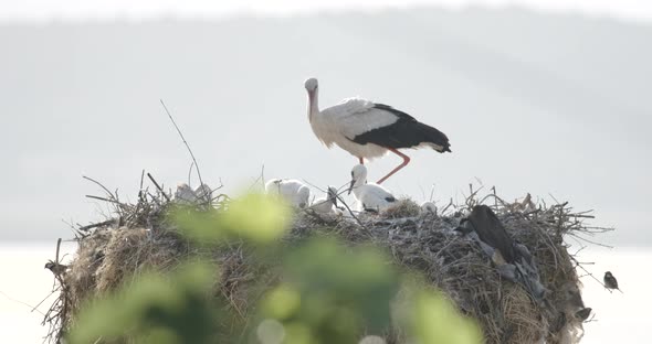 White Stork Parent Going Around the Nest