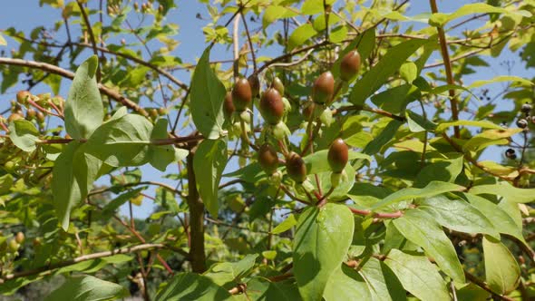 Herbal plant  Hypericum androsa androsaemum shrub on the wind 4K 2160p 30fps UltraHD footage -   Tre alt