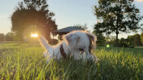 Cute Funny Friendly Little Jack Russell Terrier Wagging His Tail in the Grass and Smiling alt