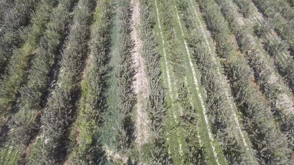 agricultural field panorama