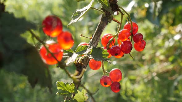Fruit shrub with redcurrant berries close-up 4K 2160p 30fps UltraHD tilting footage - Shallow DOF ru alt
