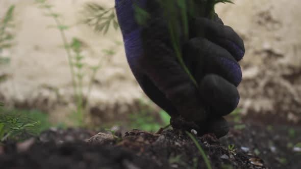 Harvesting an Organic White Carrot alt
