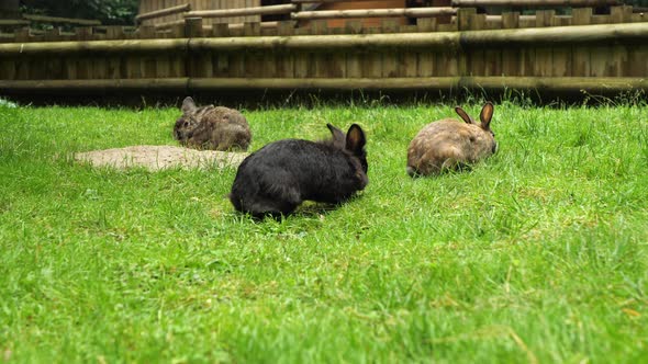Brown and black rabbit sitting on the grass eating fresh green grass. Symbol of Easter. alt
