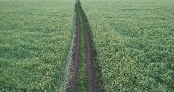 Country road in a wheat field alt