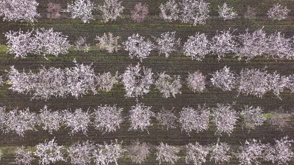 Aerial view of blossoming fruit trees