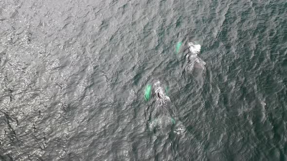 Aerial view of Whales in Broad Bay, Unalaska, Alaska, United States. alt