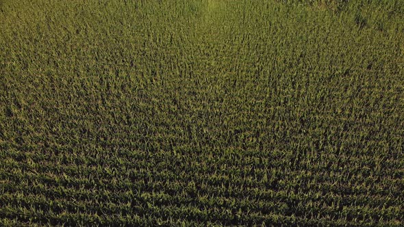  Sweet Corn Field.  Aerial View. Summer Landscape
