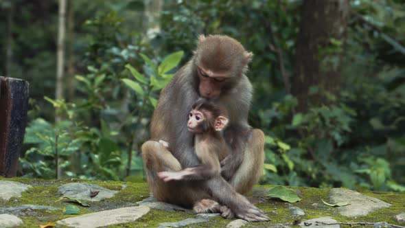 Monkey holding cute infant alt