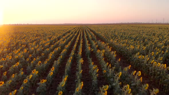 Beautiful Sunflower Field at Sunset