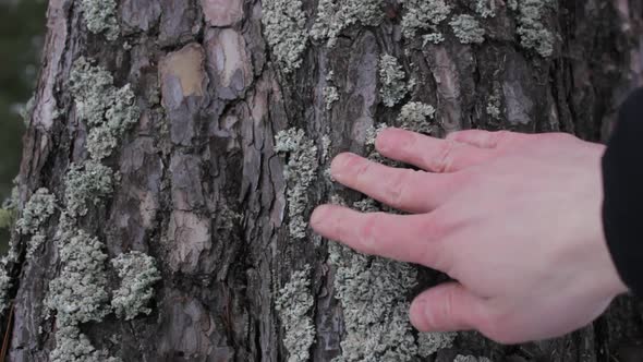 A Man Touches the Moss on a Tree