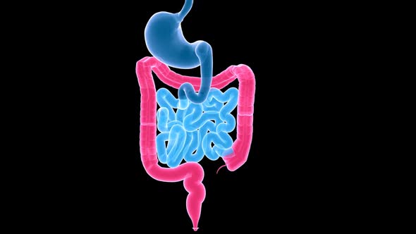 Digestive Xray alt