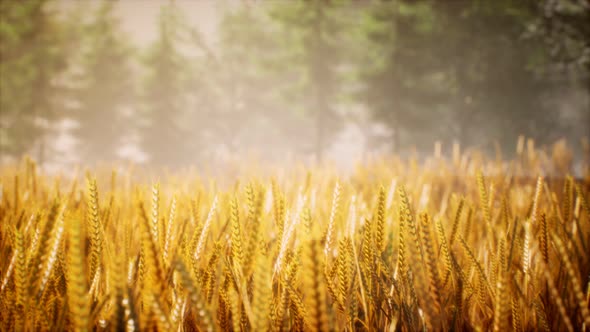 Scene of Sunset or Sunrise on the Field with Young Rye or Wheat in the Summer alt
