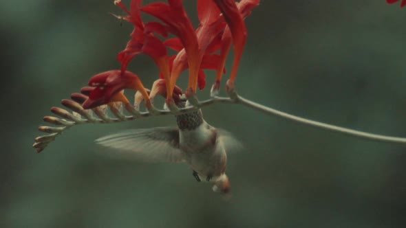 Hummingbird captured flying and feeding from red flowers, lower part body alt