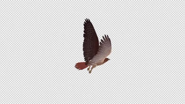 Red Tail Hawk - 4K Flying Loop - Back Angle