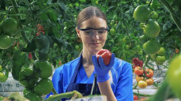 Female Gardener Checks Ripe Tomatoes. alt