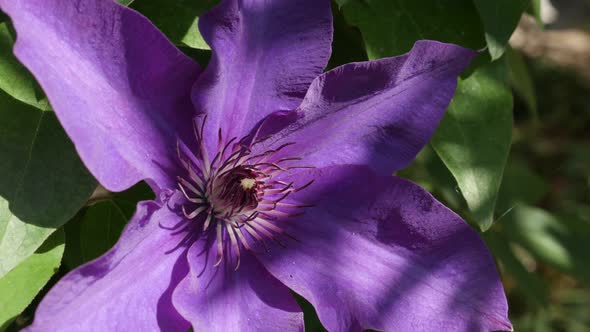 Close-up of purple plant  stamen and petals 4K 2160p 30fps UltraHD footage - Spring  Clematis Jackma alt