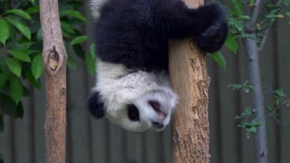 Funny Panda Baby Hangs Upside Down on a Log and Then Gets Down, Stock ...