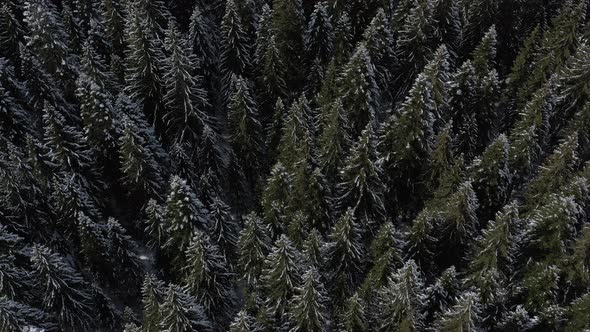 Bird's-eye view of the winter forest on the mountain