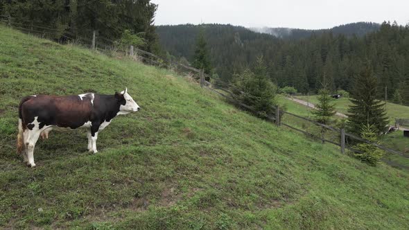 Ukraine, Carpathians: Cow in the Mountains. Aerial alt
