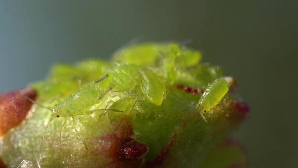 Slow Motion Extreme Close up of Green Plant Lice on Bud