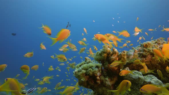 Tropical Sea Fishes Underwater alt