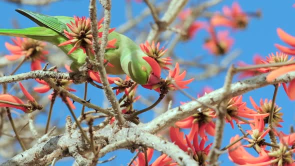 Slow-motion footage of a green Parrot drinks nectar from blooming red flowers