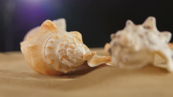Different Sea Shellsand Starfish on Beach Sand, Black, Rotation, Close Up, Macro alt