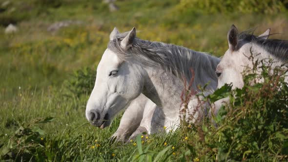 White Horses Resting in Green Field