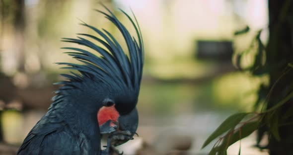 Close up of a Beautiful Black Palm Cockatoo eating almond. BMPCC 4K alt