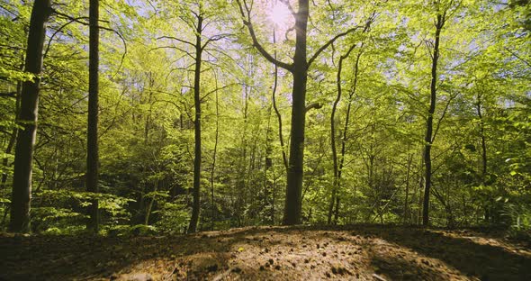 Forest Woods As Camera Tilts Upward Revealing Tall Trees and Bright Sun alt