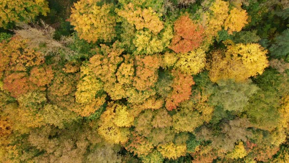 AERIAL: Top Down Shot of Trees in Autumn Season with Leaves on the Ground