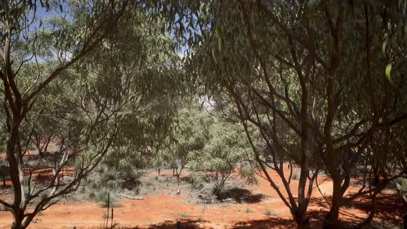 Sunny Forest Red Dry Ground Tilt Down 4K alt