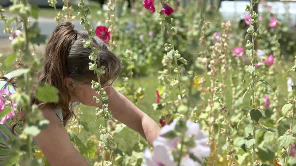 Woman pulling seeds out of Hollyhock flowers alt