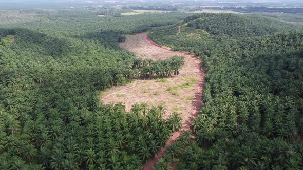 Aerial view land clearing during hot sunny day alt