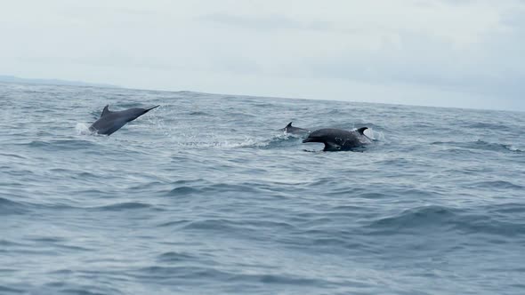 Group of Dolphins Swimming in Tropical Waters