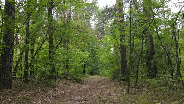 Trees in the Forest During the Day alt